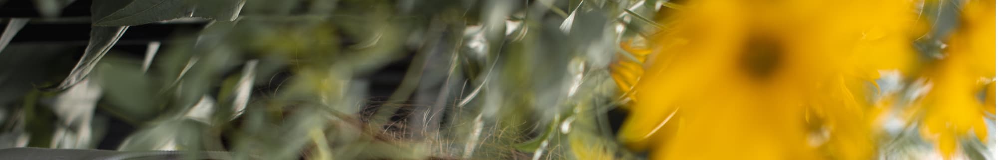 Frankie Bird, artist image